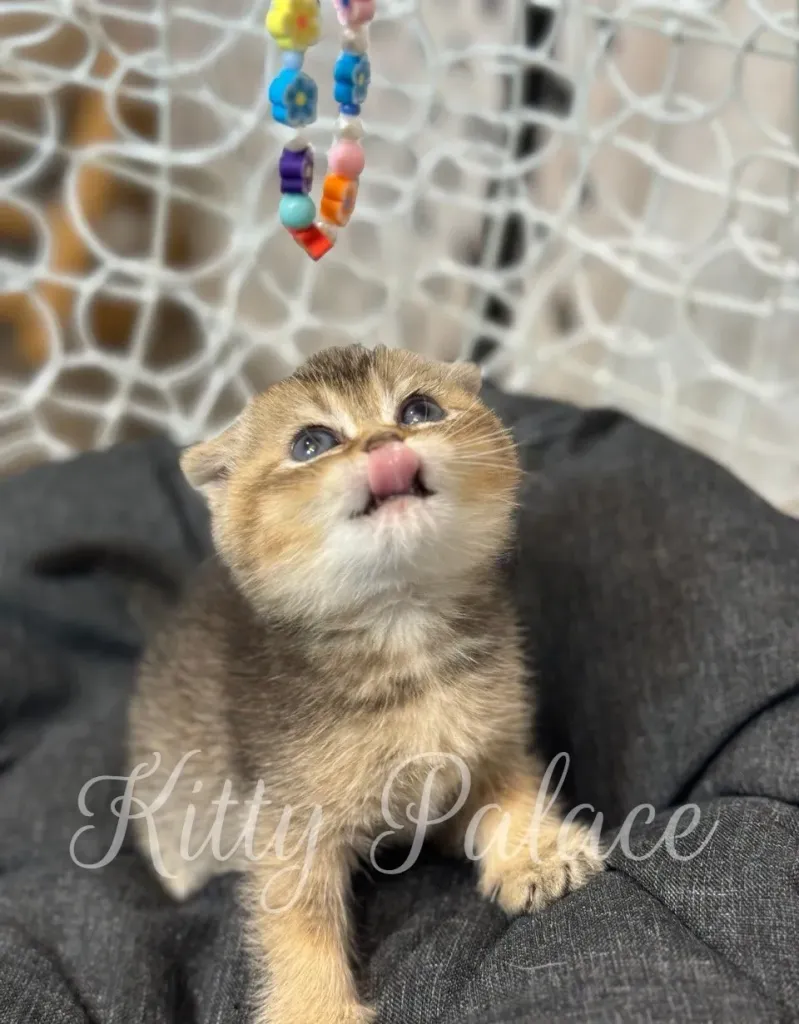 Funny moment of Scottish Fold kitten with tongue out while playing