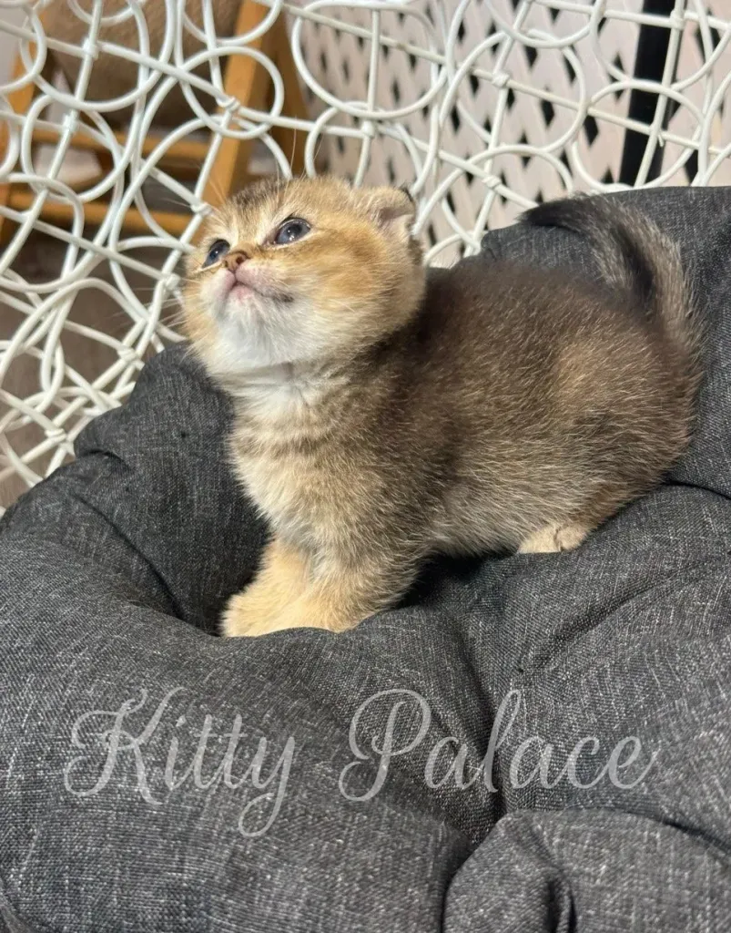 Fluffy golden Scottish Fold kitten gazing up with excitement