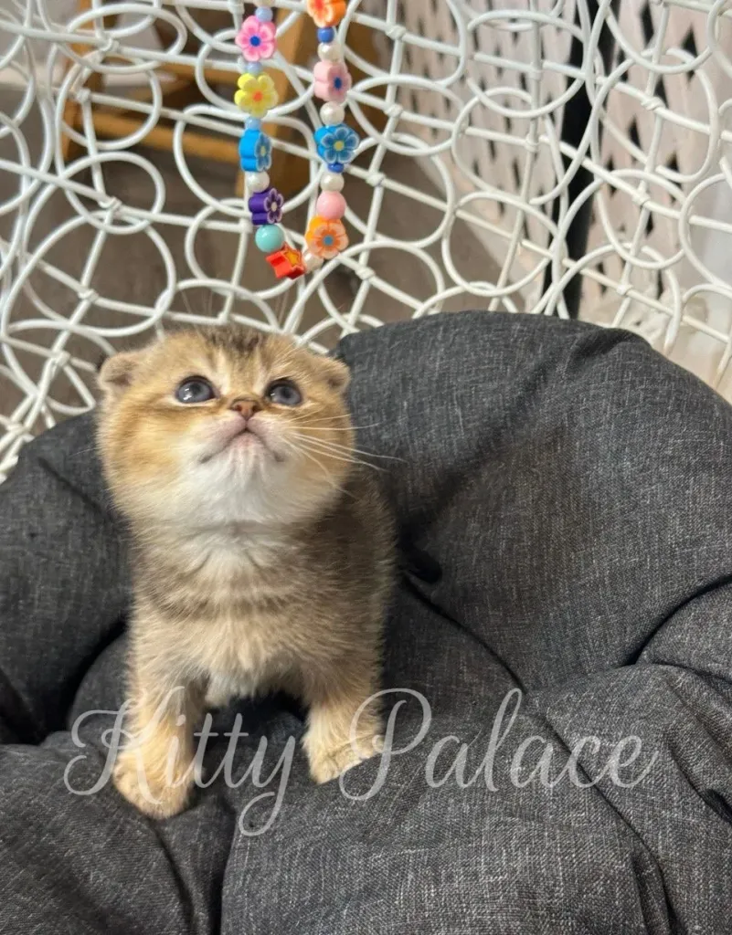 Cute Scottish Fold kitten Stella watching dangling toy with focus