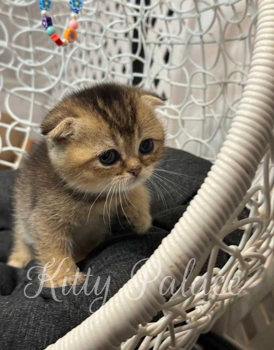 Kitten Stella with folded ears sitting on a soft cushion