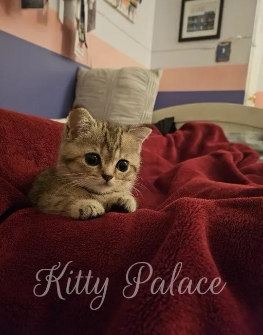 Kitty Palace Cattery - Scottish Kittens For Sale. Customer reviews