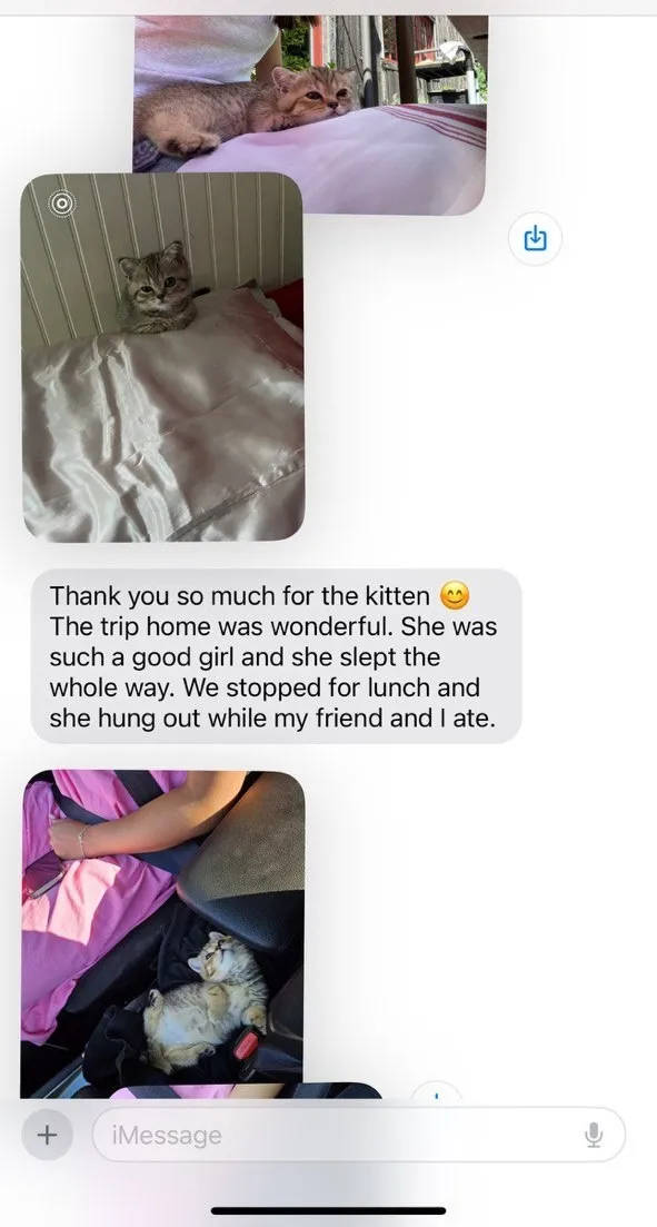 Kitty Palace Cattery - Scottish Kittens For Sale. Customer reviews