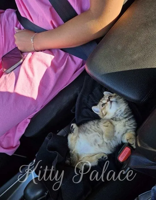 Kitty Palace Cattery - Scottish Kittens For Sale. Customer reviews