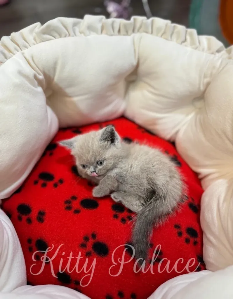 Fionna in a dark grey cushion looking up with bright eyes – buy munchkin cat