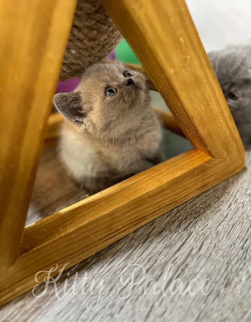 Lilac munchkin kitten exploring a wooden scratching toy with curiosity