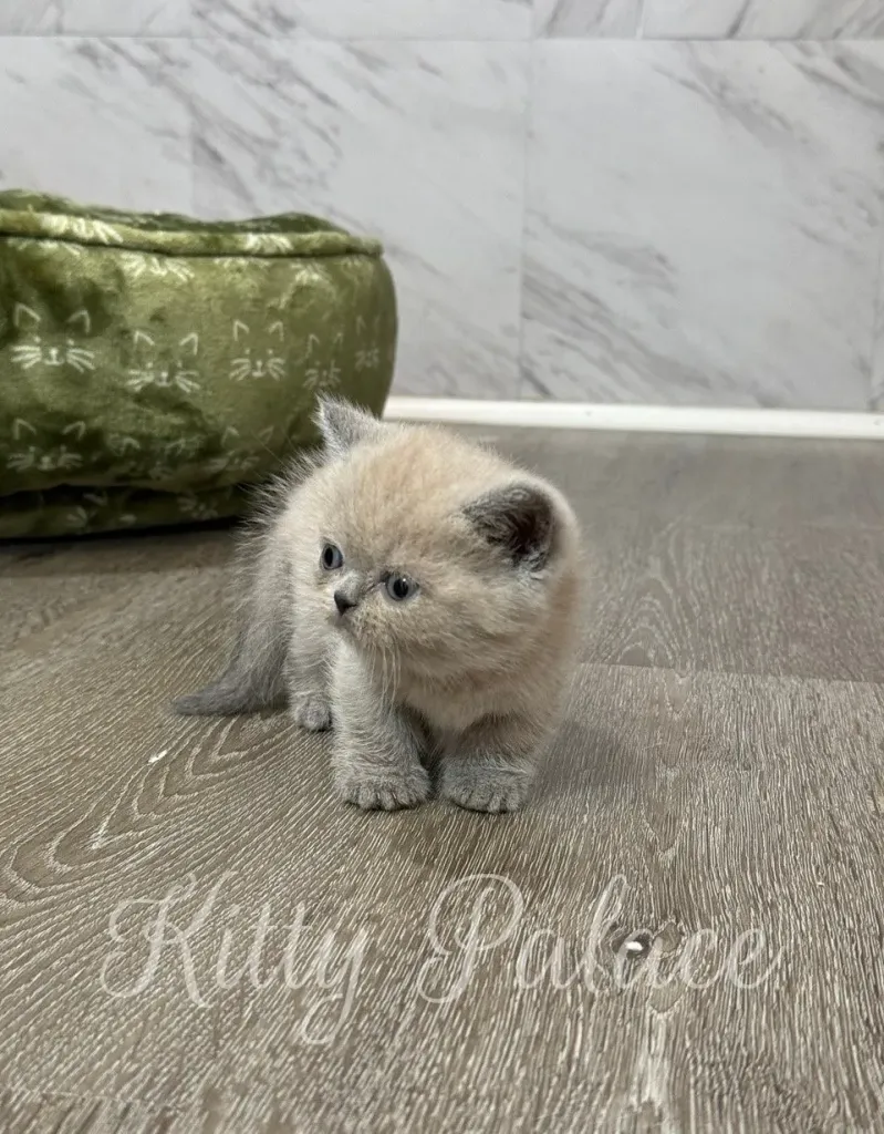 buy munchkin cat with lilac fur standing near a green bed