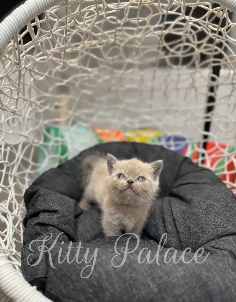 Lilac munchkin kitten sitting upright and watching with round blue eyes
