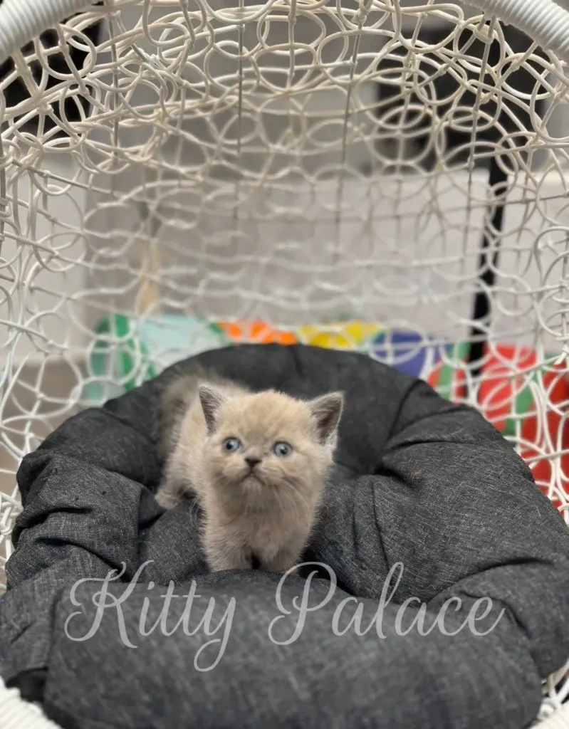 Sweet munchkin kitten curled in a cozy grey cushion