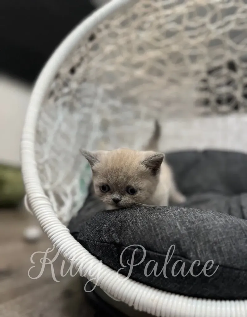Fionna enjoying her fluffy seat, looking up playfully