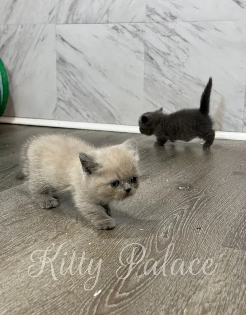 Lilac munchkin kitten Fionna exploring the nursery floor with a curious look