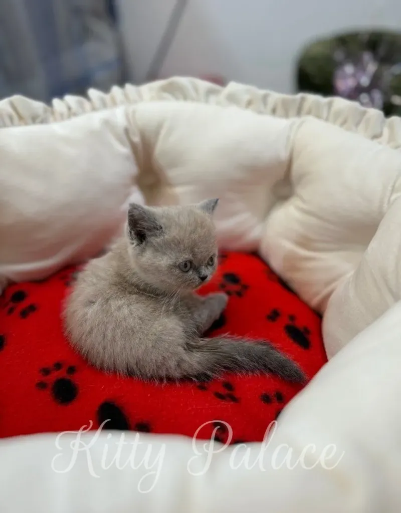 Fionna the munchkin kitten licking her nose while lying on a red bed