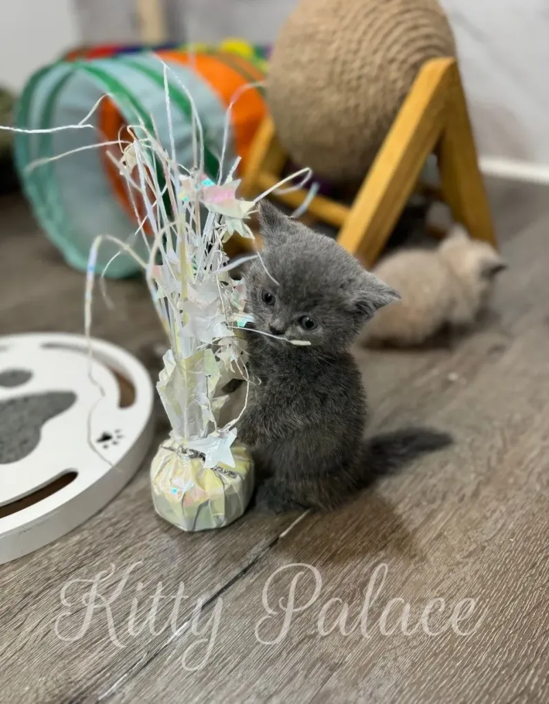 Munchkin kitten Jasper gazing into a colorful play tunnel