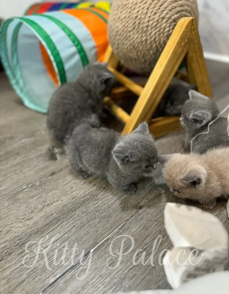 Jasper the kitten walking toward camera with colorful toys in background