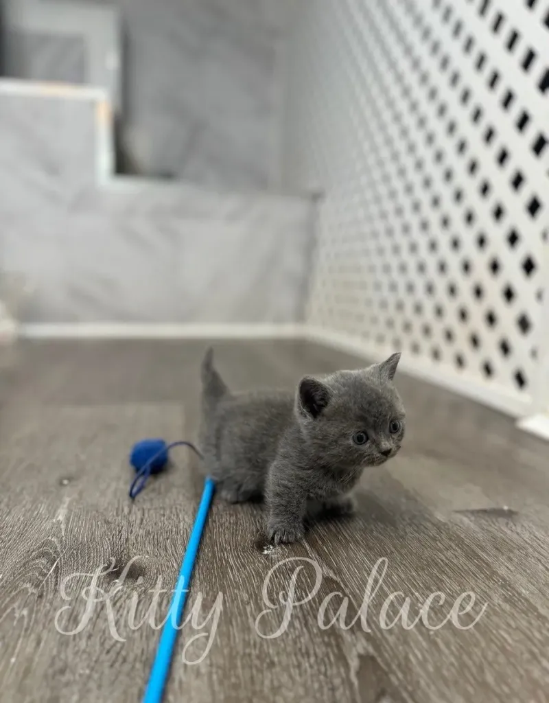 Blue munchkin kitten Jasper stretching inside soft red and white bed