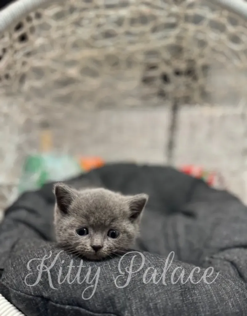 Close-up of Jasper the blue munchkin kitten resting in a dark cushion