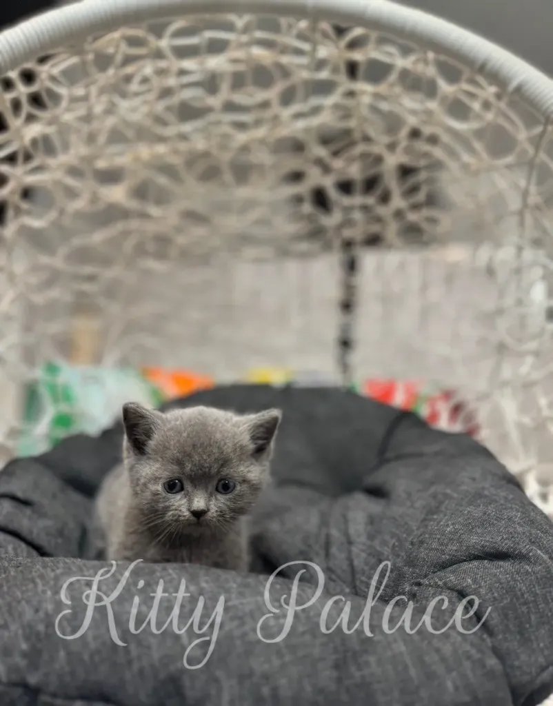 Jasper the kitten staring ahead from a cozy basket chair