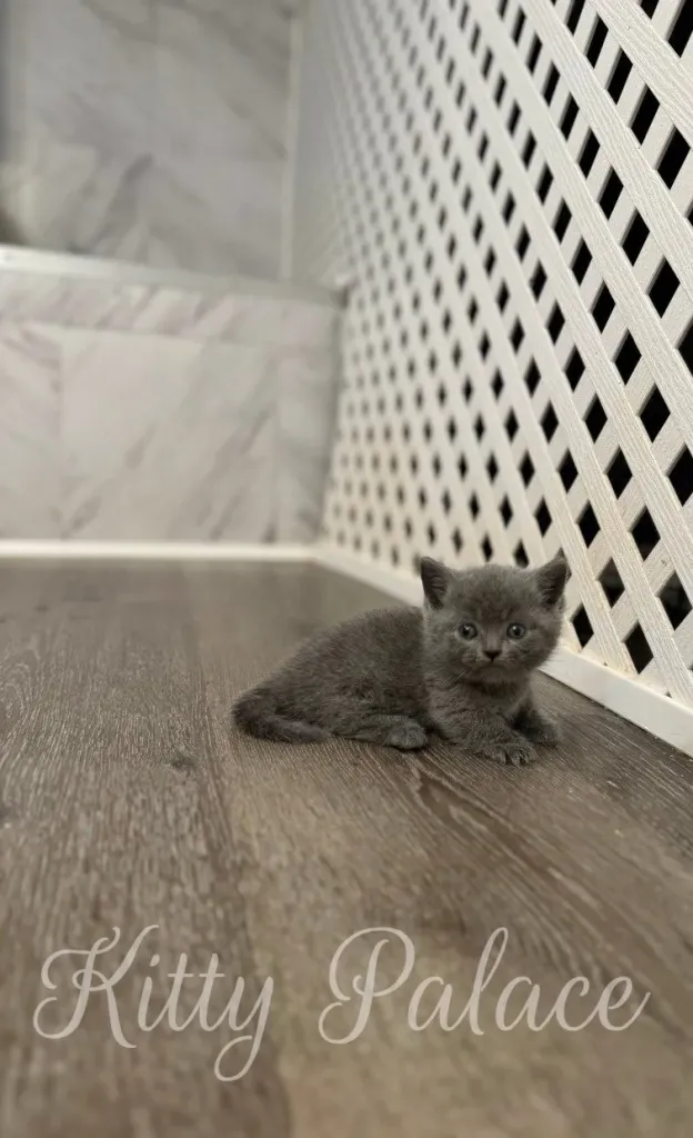 Blue munchkin kitten Jasper resting on wooden floor beside white wall lattice