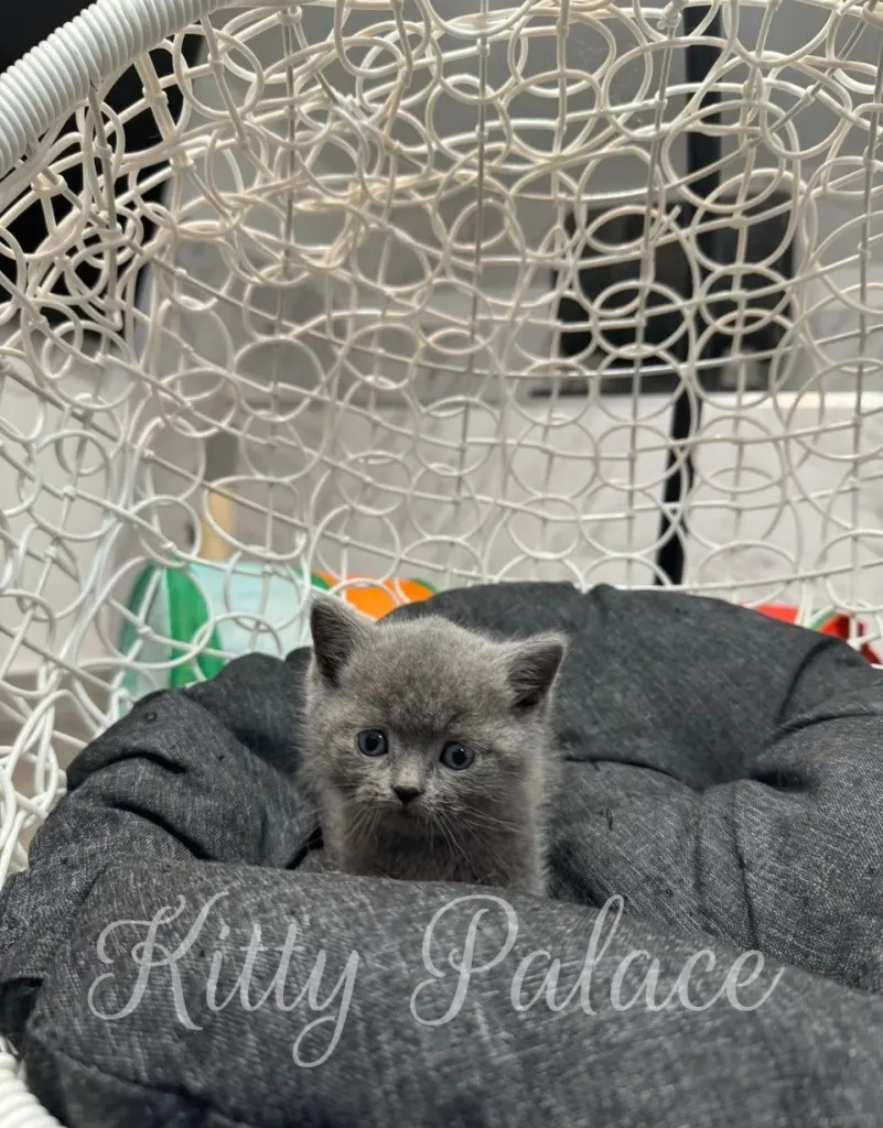 Blue kitten Jasper looking curious inside a soft basket with bright background