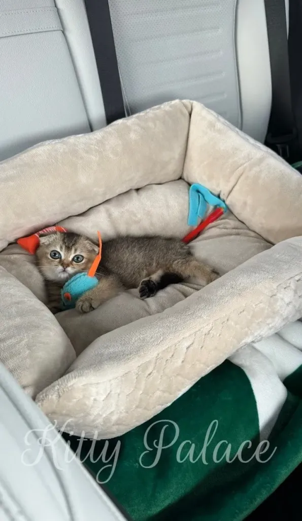 Kitty Palace Cattery - Scottish Kittens For Sale. Customer reviews