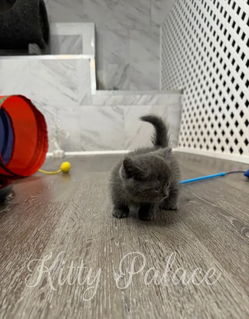 Curious kitten exploring the playroom (munchkin kittens)
