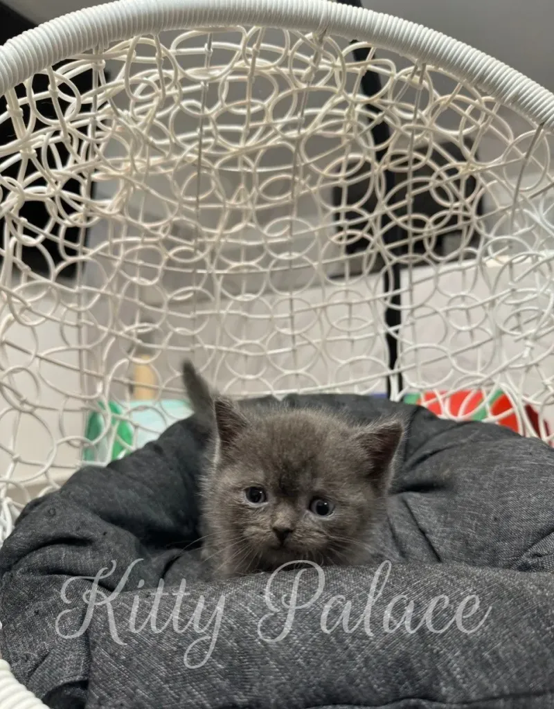 Blue munchkin kitten relaxing on a gray cushion (munchkin kittens)