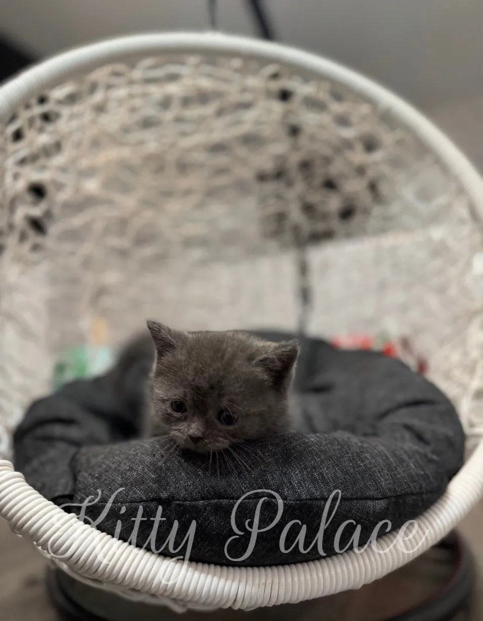 Kitten sitting on a chair with colorful toys in the background