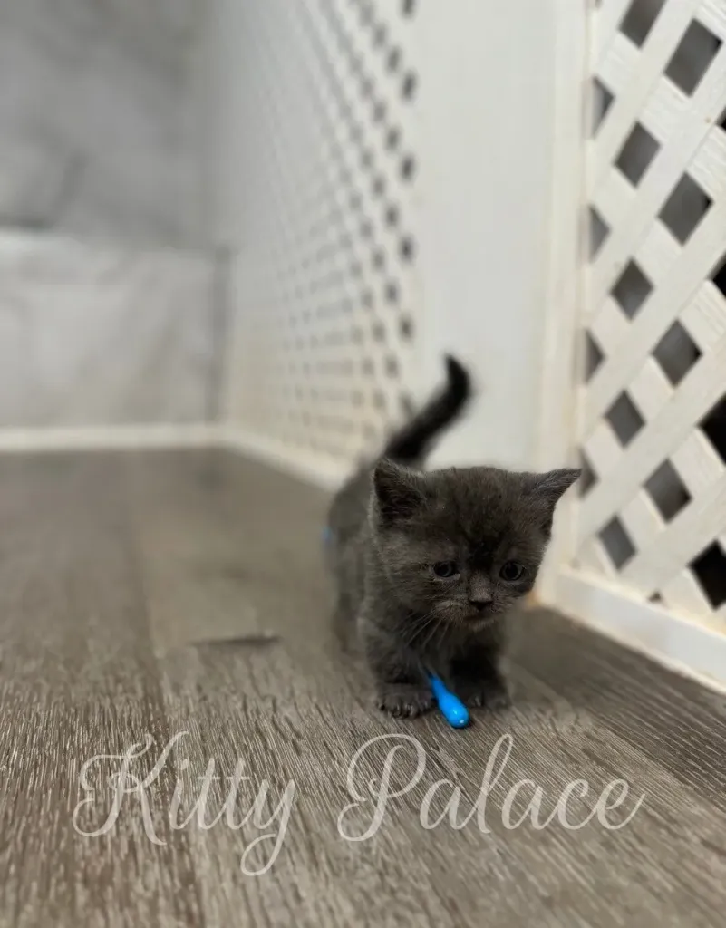 Fluffy blue munchkin kitten lying peacefully on her bed