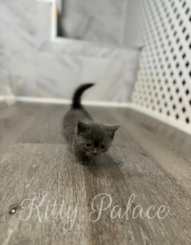 Small blue kitten confidently walking across the floor