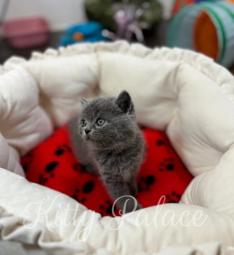 Nora standing upright in a fluffy bed with red paw-print blanket