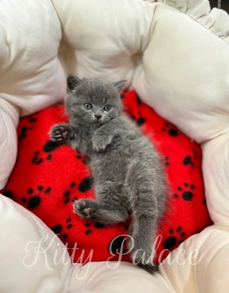 Nora the kitten calmly observing her surroundings from her bed
