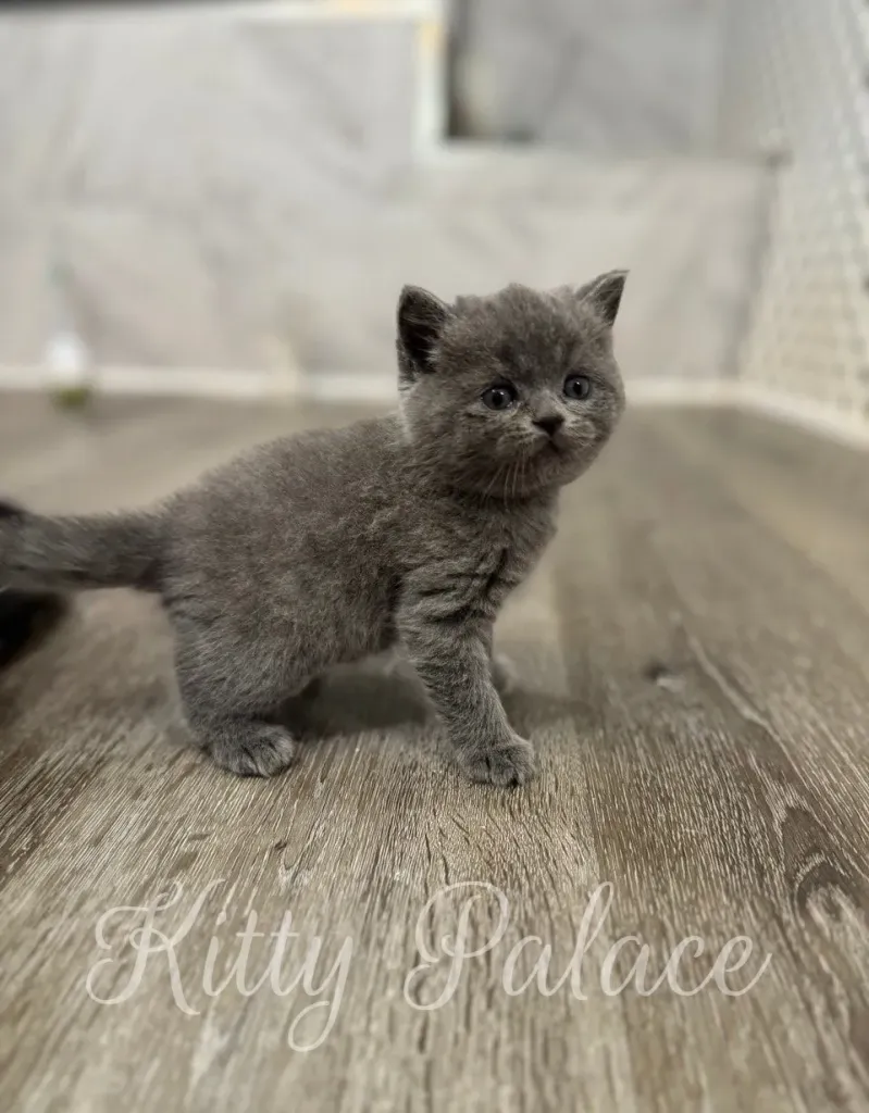 Blue scottish straight kitten Nora lying on her back and stretching