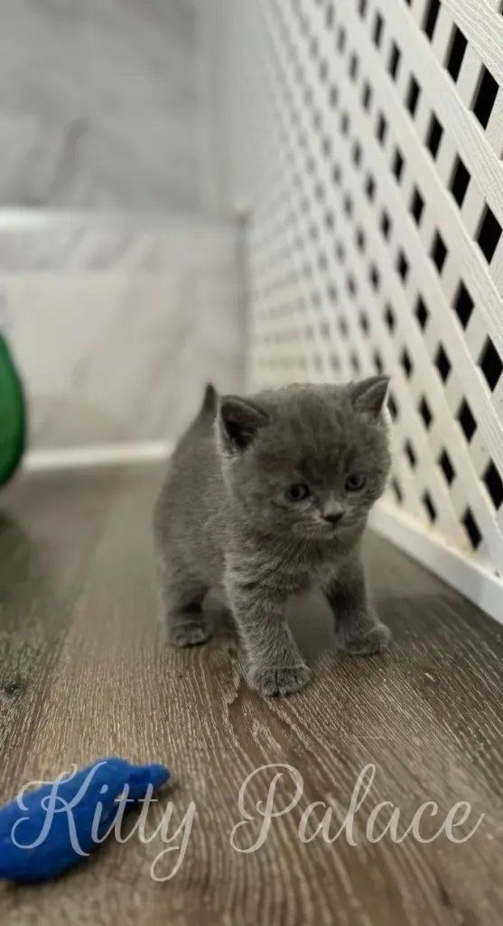 Blue scottish straight kitten Nora exploring near a white lattice wall and toy