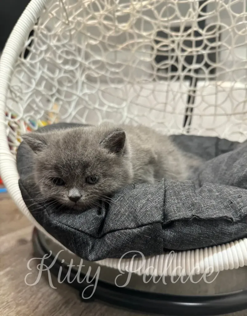 Relaxed pose of blue kitten Nora resting comfortably on a dark cushion