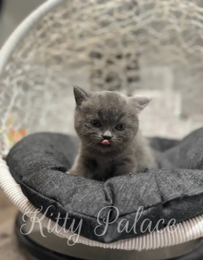 Blue scottish straight kitten Nora with tongue out, showing playful character on round bed
