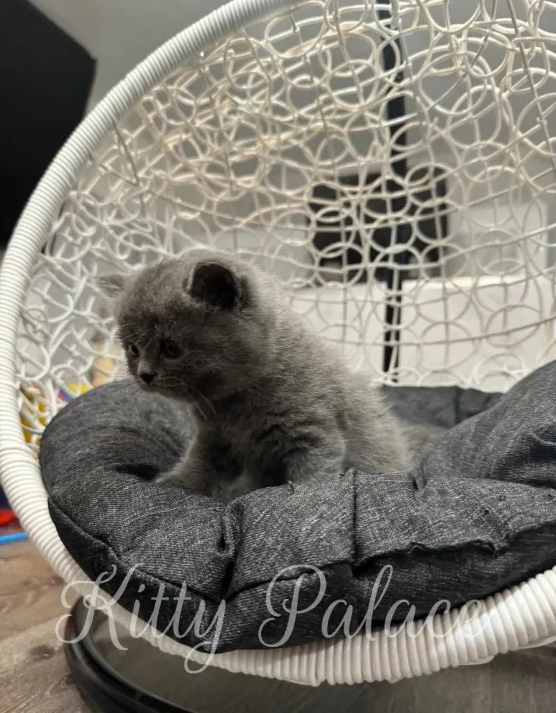 Blue scottish straight Nora the kitten sitting attentively in a modern round basket chair