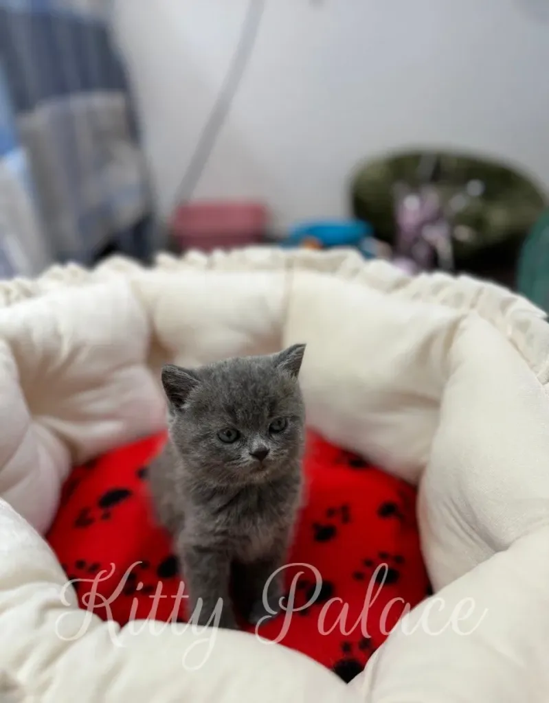 Tiny kitten Nora sitting straight with her tongue slightly out