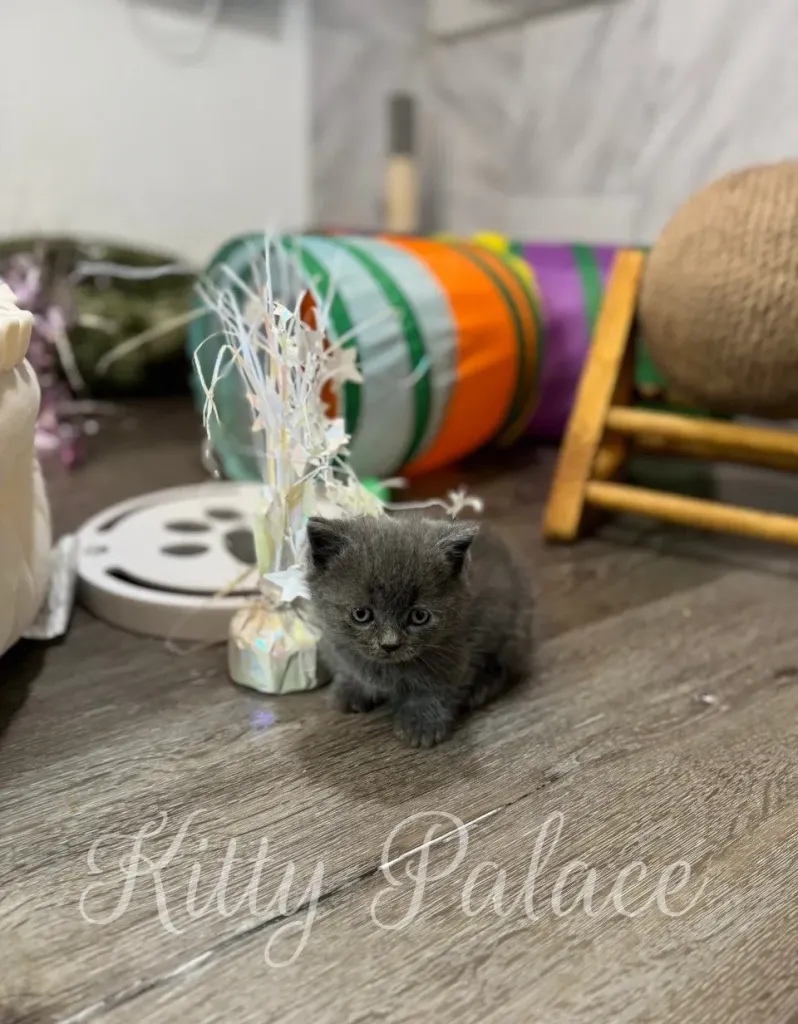 Rocco munchkin kitten surrounded by colorful toys and playful decor.