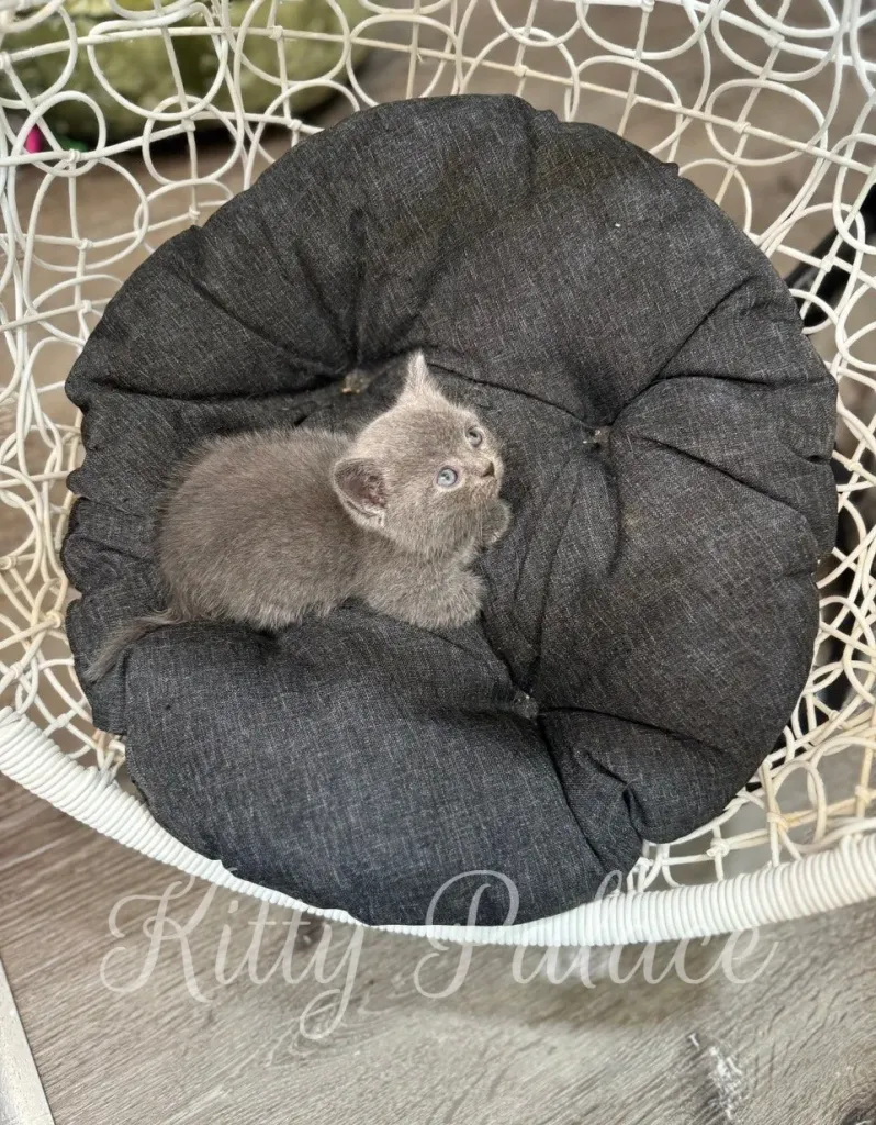 Munchkin cat near me lying in a hanging chair, looking at toy above.