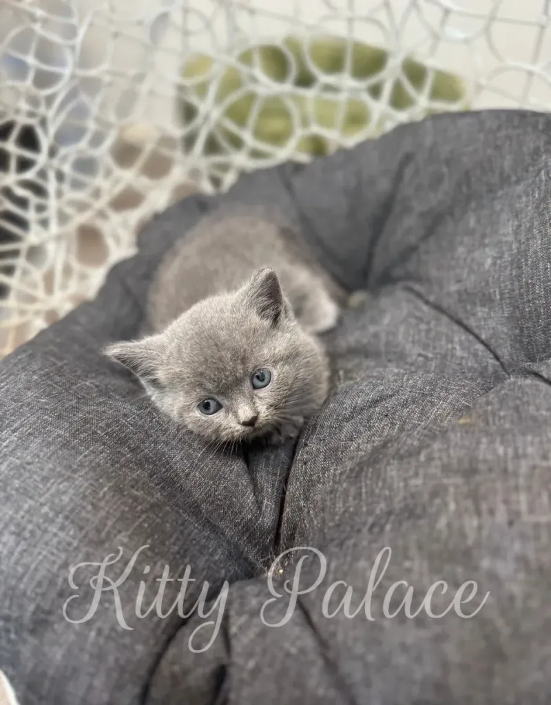 Blue Munchkin kitten resting peacefully on a soft cushion.