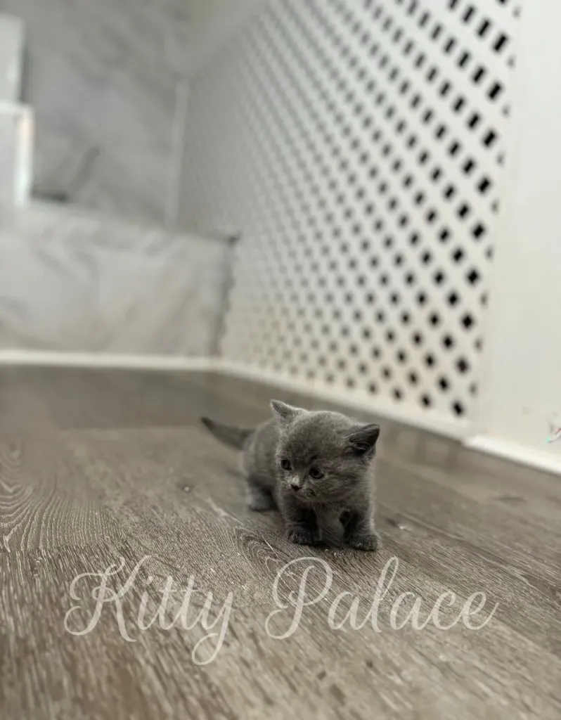 Short-legged kitten Rocco taking careful steps across wooden floor.