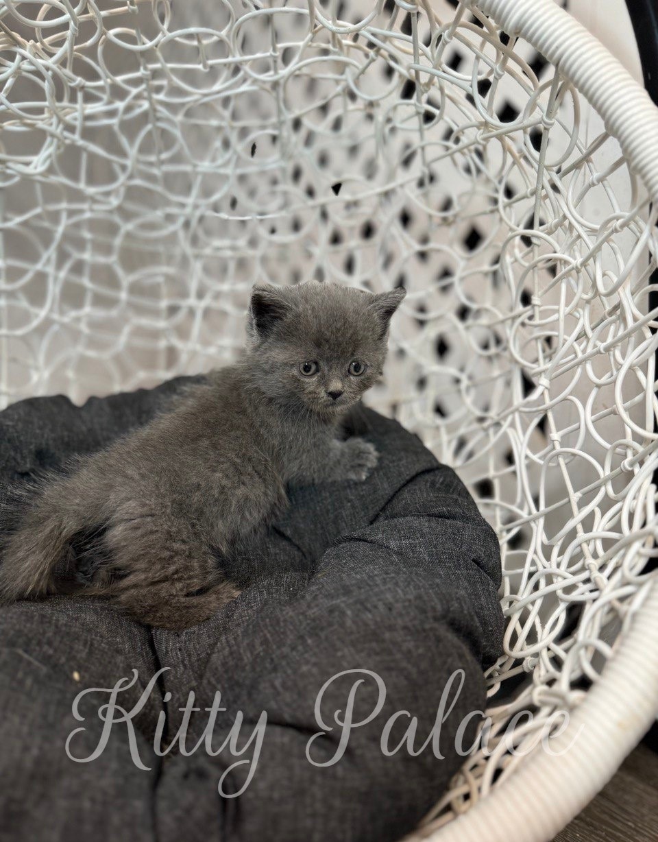 Rocco - Scottish Straight Kitten (Munchkin) for Sale, Buy Kitten in USA. Kitty Palace Cattery