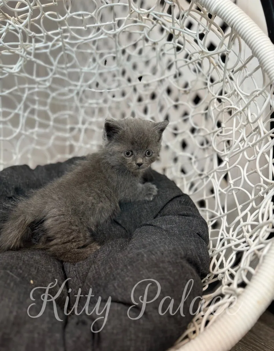 Rocco the munchkin cat near me looks around while sitting in a round chair.