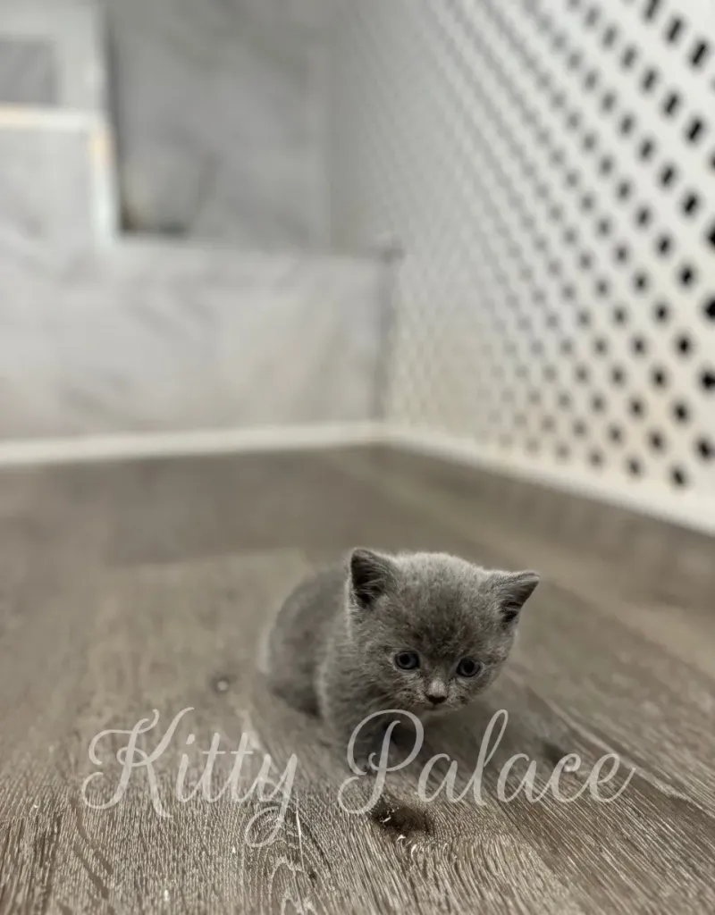 Blue kitten Rocco walks across wooden floor, ears perked up.