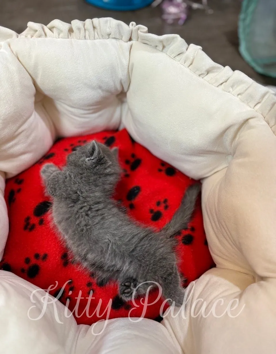 Top view of fluffy kitten resting on red blanket with black paw prints.