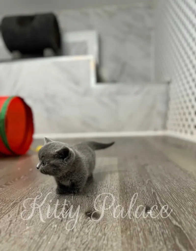 Scottish Straight munchkin kitten playing with silver paper decoration