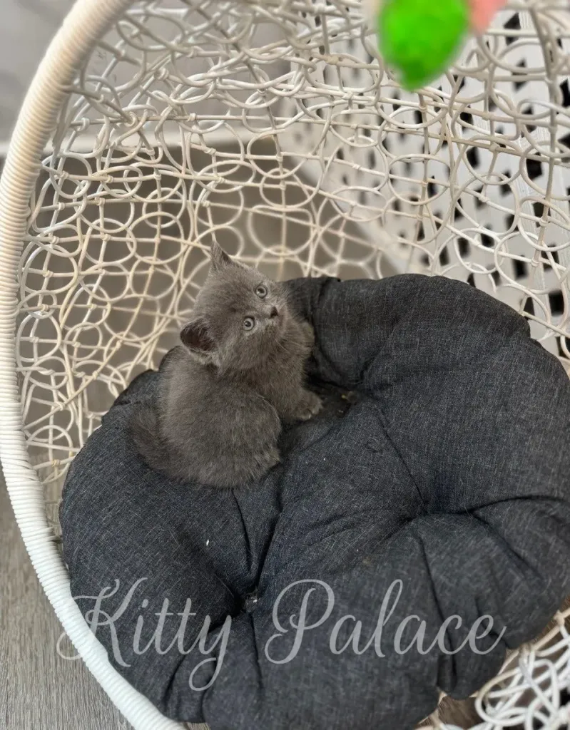 Blue munchkin kitten sitting and looking at camera with big round eyes