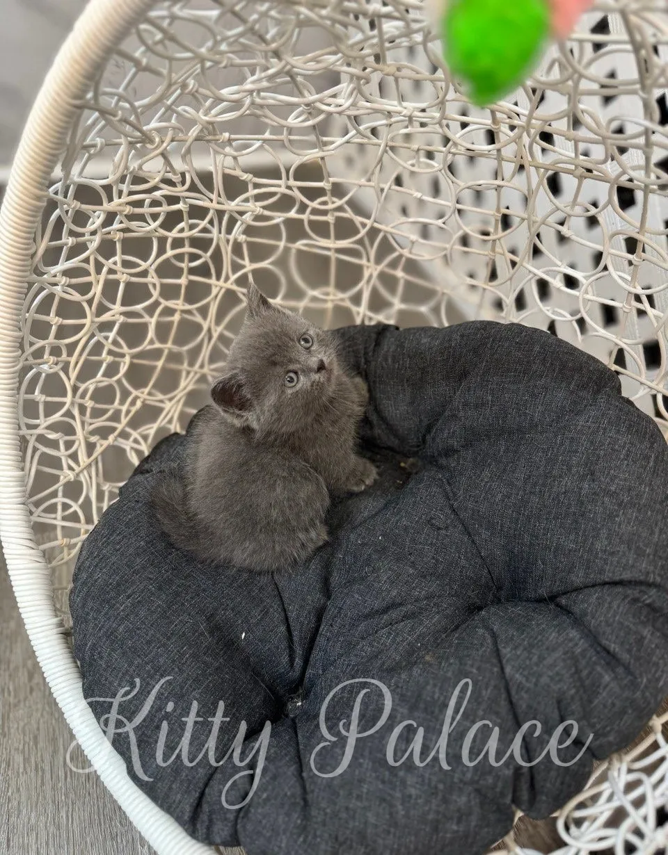 Blue munchkin kitten sitting and looking at camera with big round eyes