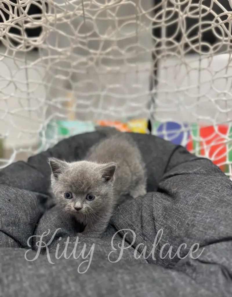 Tiny blue kitten resting in a modern hanging cat chair