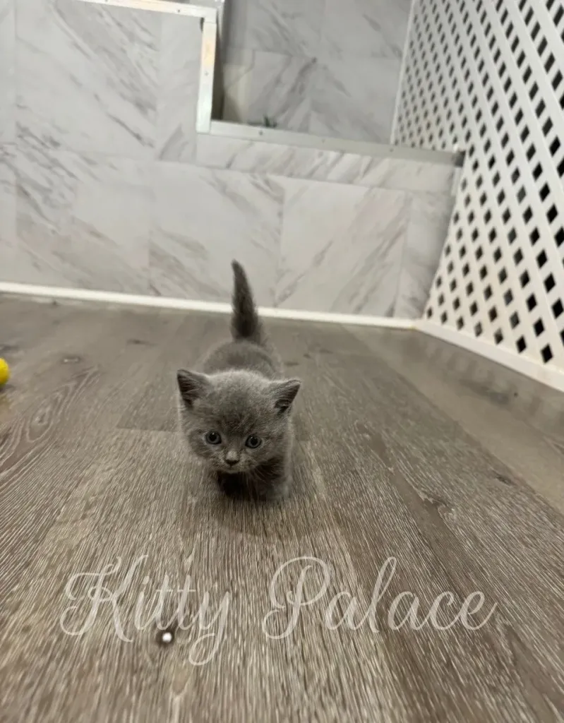 Curious blue kitten walking straight toward camera on laminate floor