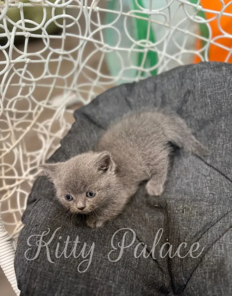 Playful Scottish Straight munchkin kitten in cozy grey cushion chair